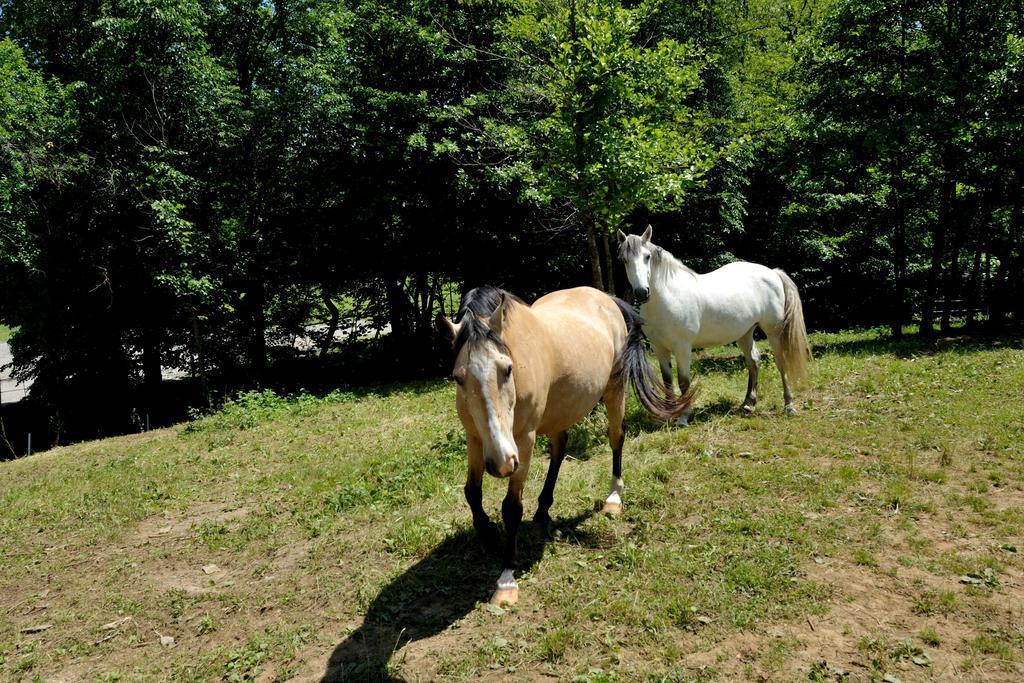 Tourist Farm Dujceva Domacija Vila Vremski Britof Exterior foto
